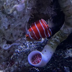 peppermint angelfish