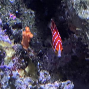 Peppermint angelfish
