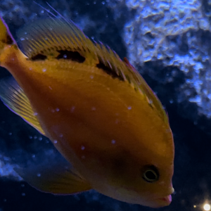 Hawaiian deep anthias