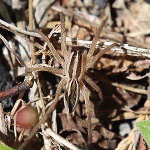 Rabid Wolf Spider (Rabidosa rabida)