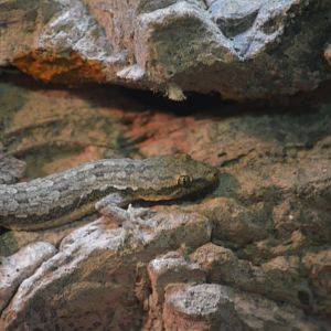 Bronx Zoo - Unsigned Gecko