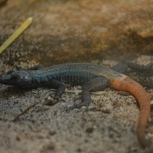 Bronx Zoo - Unknown Lizard