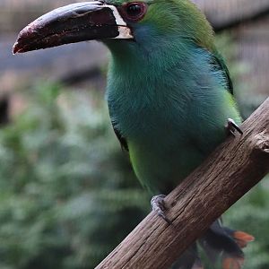 Crimson-rumped toucanet (Aulacorhynchus haematopygus)