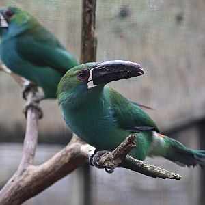 Crimson-rumped toucanets (Aulacorhynchus haematopygus)