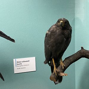 Slate-coloured hawk