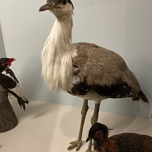 Great Indian bustard