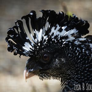 Female Great Currasow