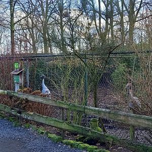Sarus crane enclosure