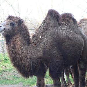 Bactrian camel