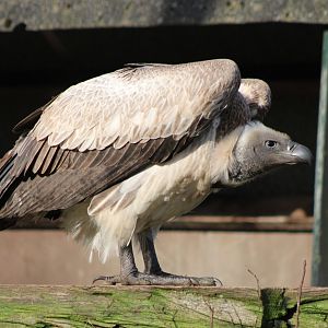 African white-backed vulture