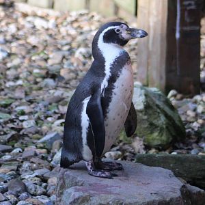 Humboldt penguin