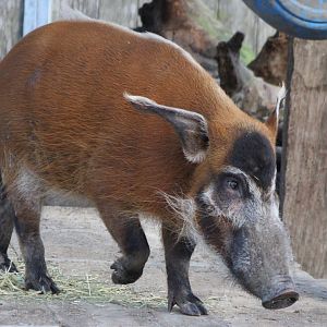 Red river hog
