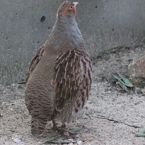 Grey partridge