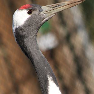 Red-crowned crane