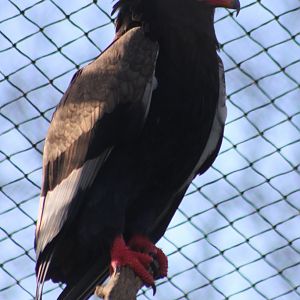 Bateleur