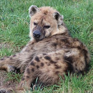 Spotted hyena