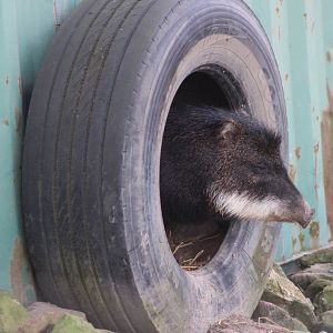 Southern white-lipped peccary