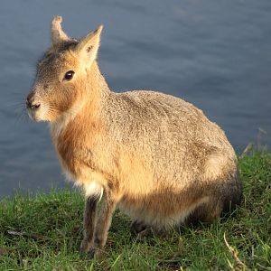 Patagonian mara