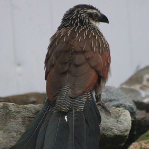 White-browed coucal