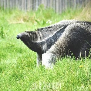 Giant Anteater