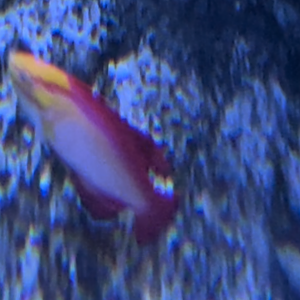 Wrasse id