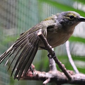 Fulvous-crested tanager (Tachyphonus surinamus), female