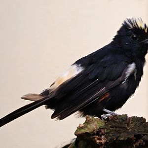 Fulvous-crested tanager (Tachyphonus surinamus), male
