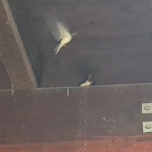 Barn swallows