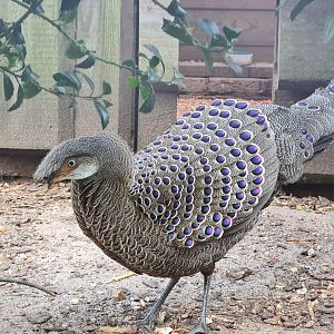 Grey peacock-pheasant