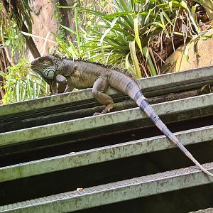 Burgers' Bush - Free-roaming green iguana blocking the stairs!