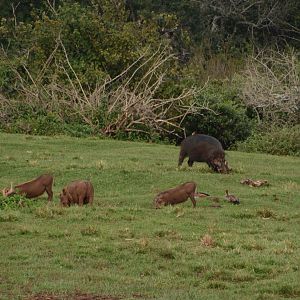 Giant forest hog & warthog size comparison