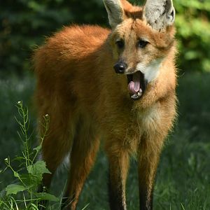 Maned wold (Chrysocyon brachyurus)