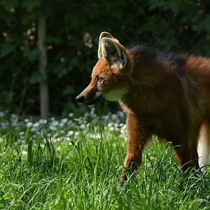 Maned wold (Chrysocyon brachyurus)