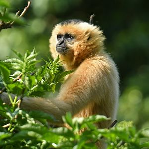 Yellow-cheeked gibbon (Nomascus gabriellae)