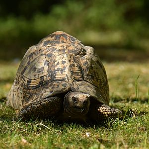 Leopard tortoise (Stigmochelys pardalis)