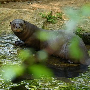 Giant otter (Pteronura brasiliensis)