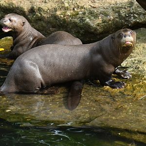 Giant otter (Pteronura brasiliensis)