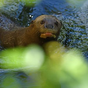 Giant otter (Pteronura brasiliensis)