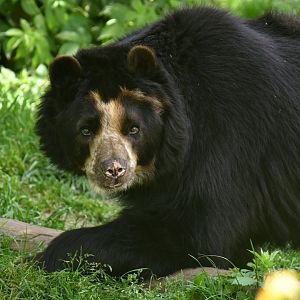 Spectacled bear (Tremarctos ornatus)