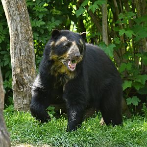 Spectacled bear (Tremarctos ornatus)