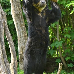 Spectacled bear (Tremarctos ornatus)