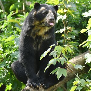 Spectacled bear (Tremarctos ornatus)