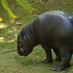 Pygmy hippopotamus (Choroepsis liberiensis)