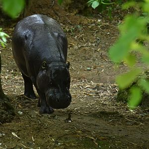 Pygmy hippopotamus (Choroepsis liberiensis)