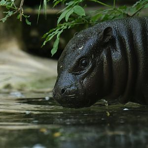 Pygmy hippopotamus (Choroepsis liberiensis)
