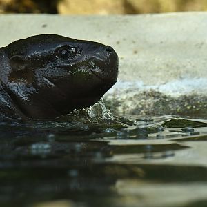 Pygmy hippopotamus (Choroepsis liberiensis)