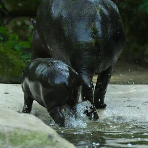 Pygmy hippopotamus (Choroepsis liberiensis)
