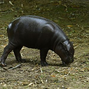 Pygmy hippopotamus (Choroepsis liberiensis)