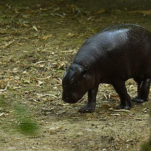 Pygmy hippopotamus (Choroepsis liberiensis)