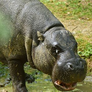 Pygmy hippopotamus (Choroepsis liberiensis)